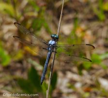 Pond Hawk Dragonfly