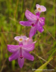 Grass Pink Orchids