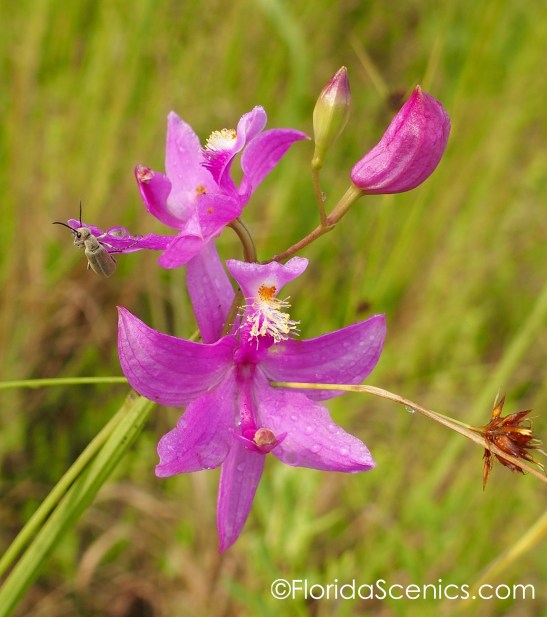 Grass Pink Orchid with beetle