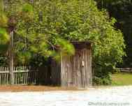 The outhouse with big fig tree behind it.