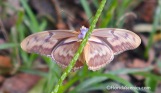 Underside of female Julia butterfly