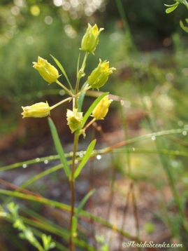 Savannah Milkweed
